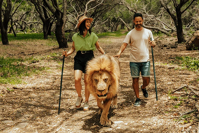 Walk with Lions, Casela Nature Park