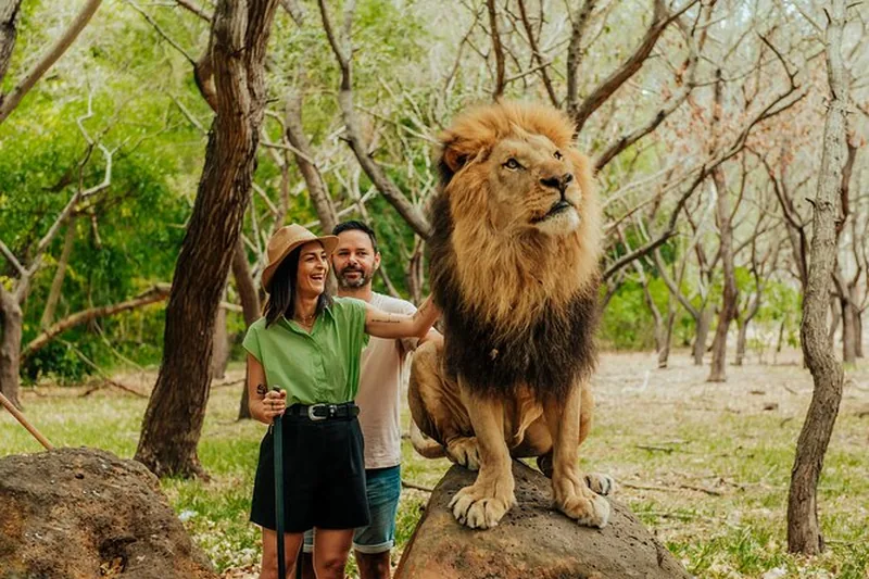 Lion encounter Casela
