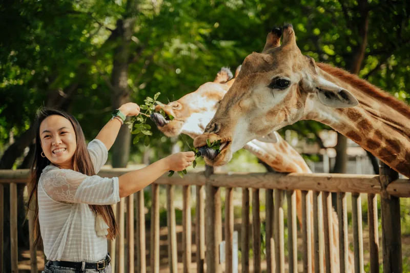 Giraffe feeding Casela Nature Park