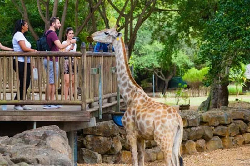Breakfast with giraffes, Casela