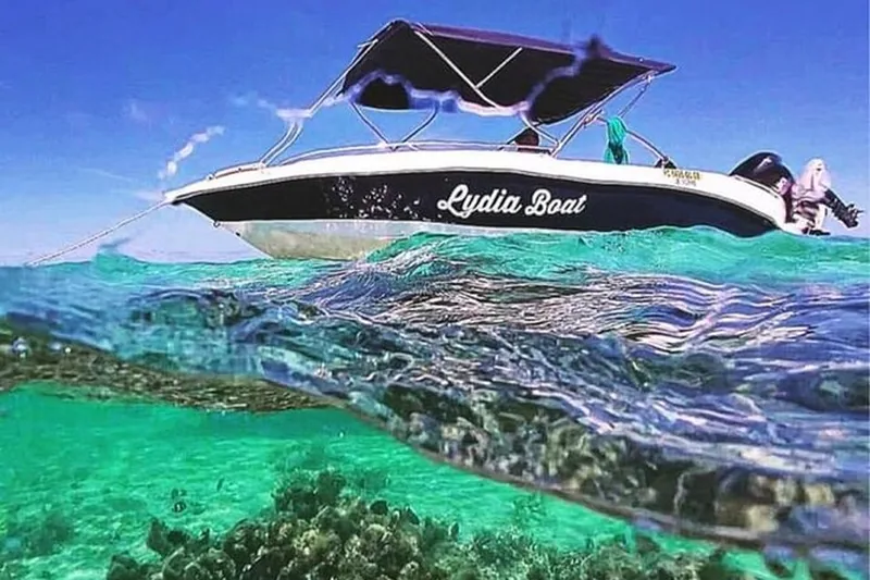 Wild spinner dolphins Mauritius catamaran