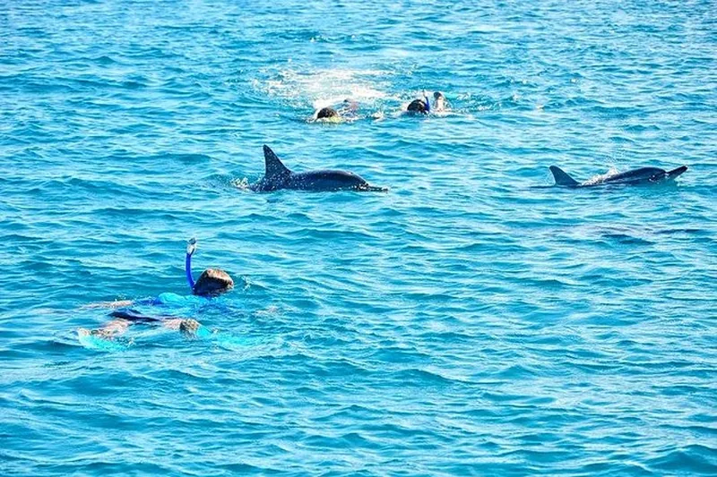 Swimming with wild dolphins Mauritius