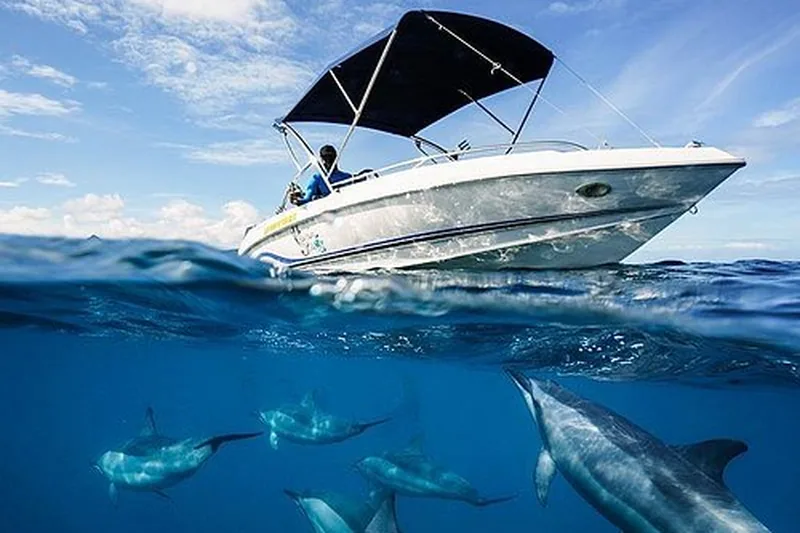 Dolphins underwater Indian Ocean Mauritius