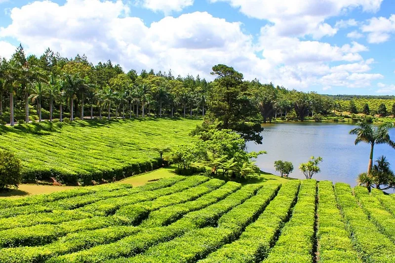 Bois Cherie Tea Plantation