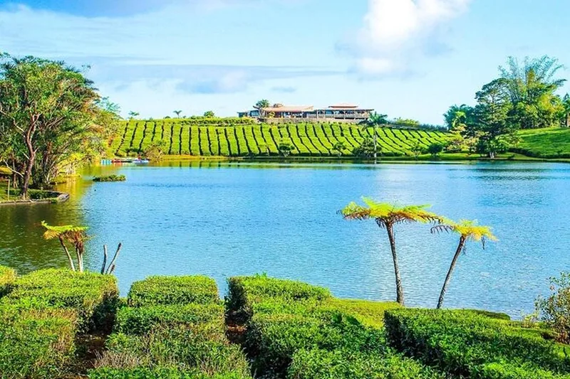 Bois Cherie Tea Factory Lake View
