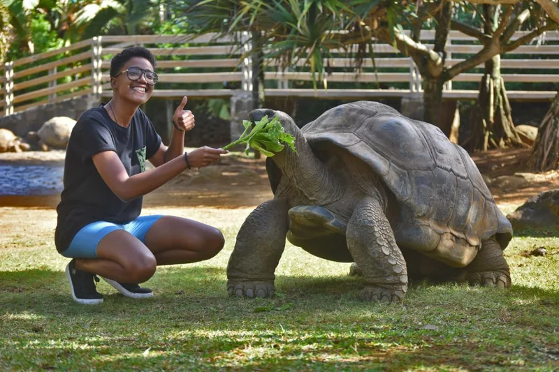 La Vanille Giant Tortoise