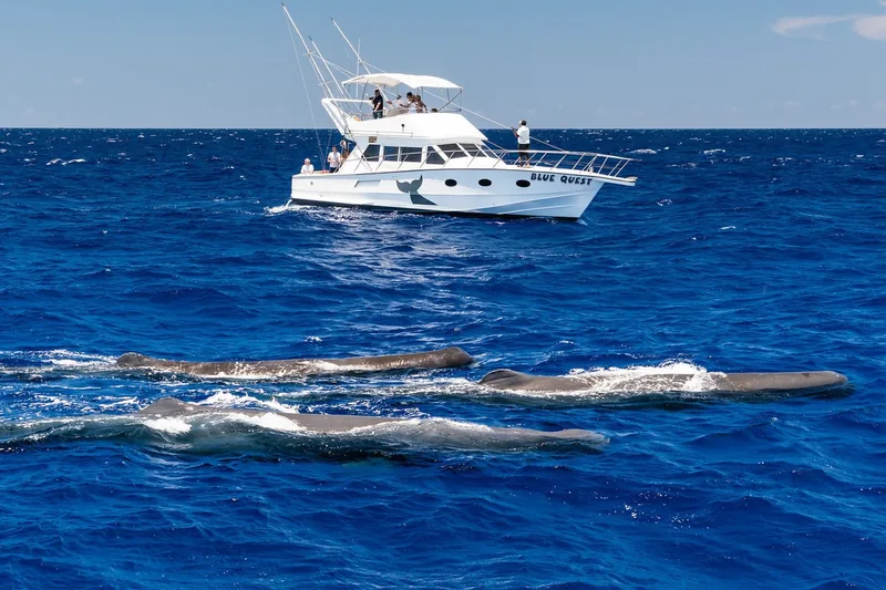 Whale in Indian Ocean, Mauritius