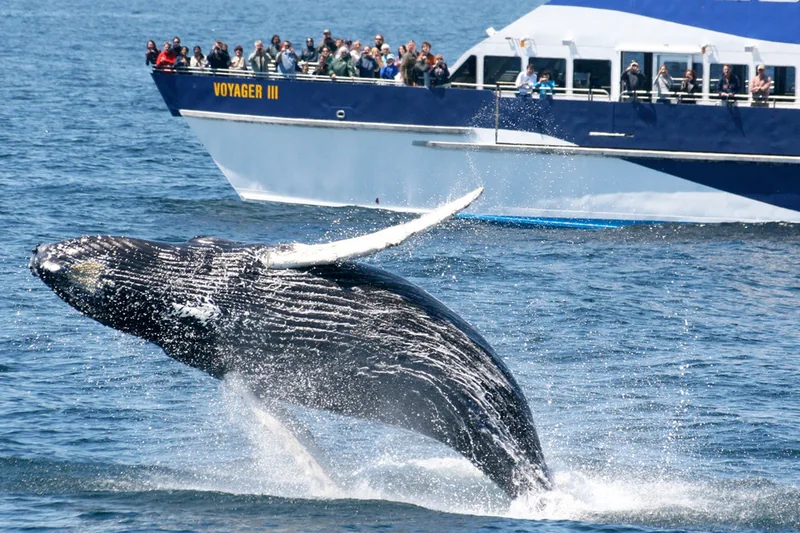 Humpback whale breaching, Indian Ocean